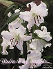 St. Joseph's Lilies
