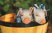 Pigs In A Basket