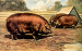 I hear he's really a boar 