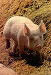I'm really a kitten in a pigs body