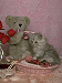 This is humiliating I'm suppose to be on the cat page.