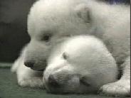 Lots and lots of Polar Bears
