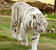 More Zoos!