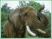 El elefante es uno de los mam�feros que pasa a entrar en el selecto grupo