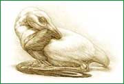 Concepci�n del artista de la apariencia de Mei long. Mick Ellison - American Museum of Natural History