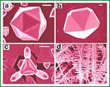Im�genes de microscop�a de barrido electr�nico de nanopart�culas de plomo creadas con la t�nica de electrodeposici�n. Las nanopart�culas de formas geom�tricas como los icosaedros (a) y decaedros (b) se pueden producir con voltajes menores a 1,2 voltios. Mientras estructuras alargadas como tr�podes (c) y nanocepillos (d) se forman a voltajes m�s elevados. La barra superior en cada imagen representa 500 nan�metros.