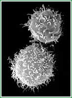 Microscop�a electr�nica de barrido de linfocitos T CD8 positivos
