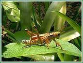 �Pesticidas s�lo mata insectos?