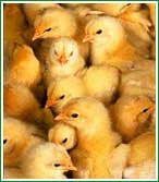 Sobrepoblaci�n de pollos