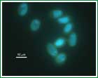 Microbios fosforescentes... �y el perro?