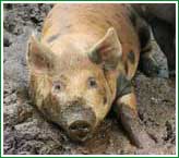 El cerdo que contribuy� a la humanidad con par de perniles, algunas chuletas, costillitas, etc...