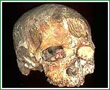 Cr�neo de Cro-Magnon del Paleol�tico superior, evidencia de los autores del art�culo