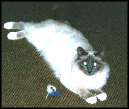 Image of
Rochico