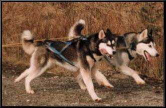 Vargen running with Blaidd