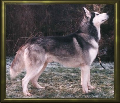 Vargen, age 3