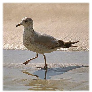 Sea Gull
