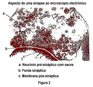 Sinapse vista ao microsc�pio