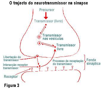 Diagrama de um sinapse