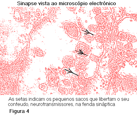 Sinapse vista ao microsc�pio