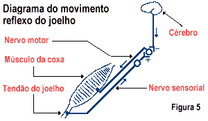 Diagrama do movimento reflexo do joelho