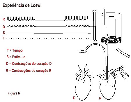 Diagrama da experiencia de Loewi
