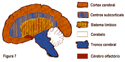 Diagrama do c�rebro