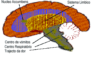 Imagem do cerebro (corte)