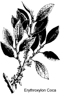 Ilustra��o, erythroxylon coca