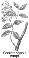 Ilustrao, banisteriopsis caapi