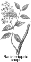 Ilustra��o, banisteriopsis caapi