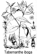 Ilustração, tabernanthe iboga