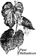 Ilustração, piper methysticum