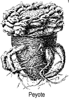 Ilustrao, lophophora williamsii
