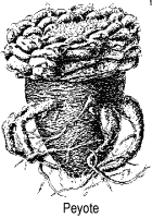 Ilustração, lophophora williamsii