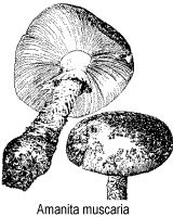 Ilustração, amanita muscaria