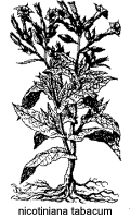 Ilustra��o, nicotiniana tabacum