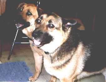 Good looking dogs