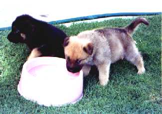 Homer and Elvis as puppies