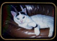 Screwball looking cute