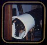 Vader with bucket after eye operation