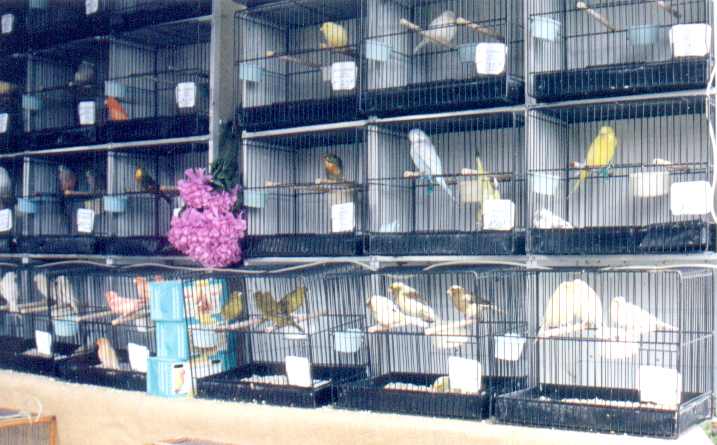 Birds for sale