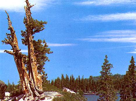 Whitebark pines?