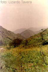 [Lomas de Lachay]