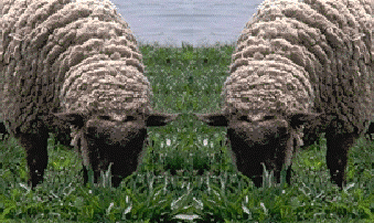 Clone Sheep, Clone ...