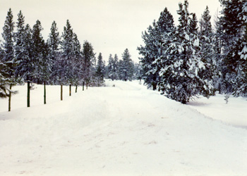Snow Road