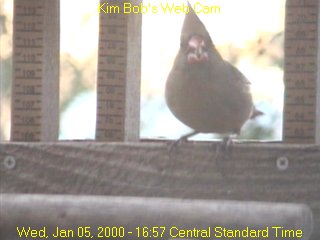 Female Cardinal