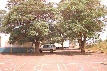 Netball courts