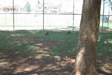 Magpies at cricket nets