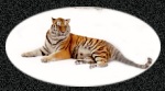 Reclining tiger