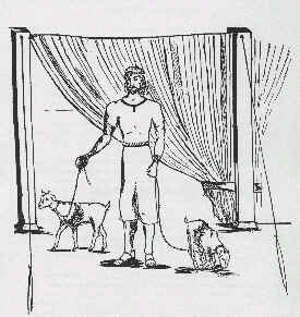 Two goats being led by a man